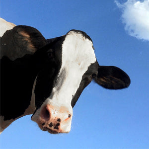 Cattle and Animal Supplies