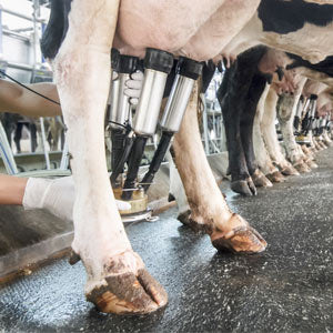 Supplies for Dairy Farms