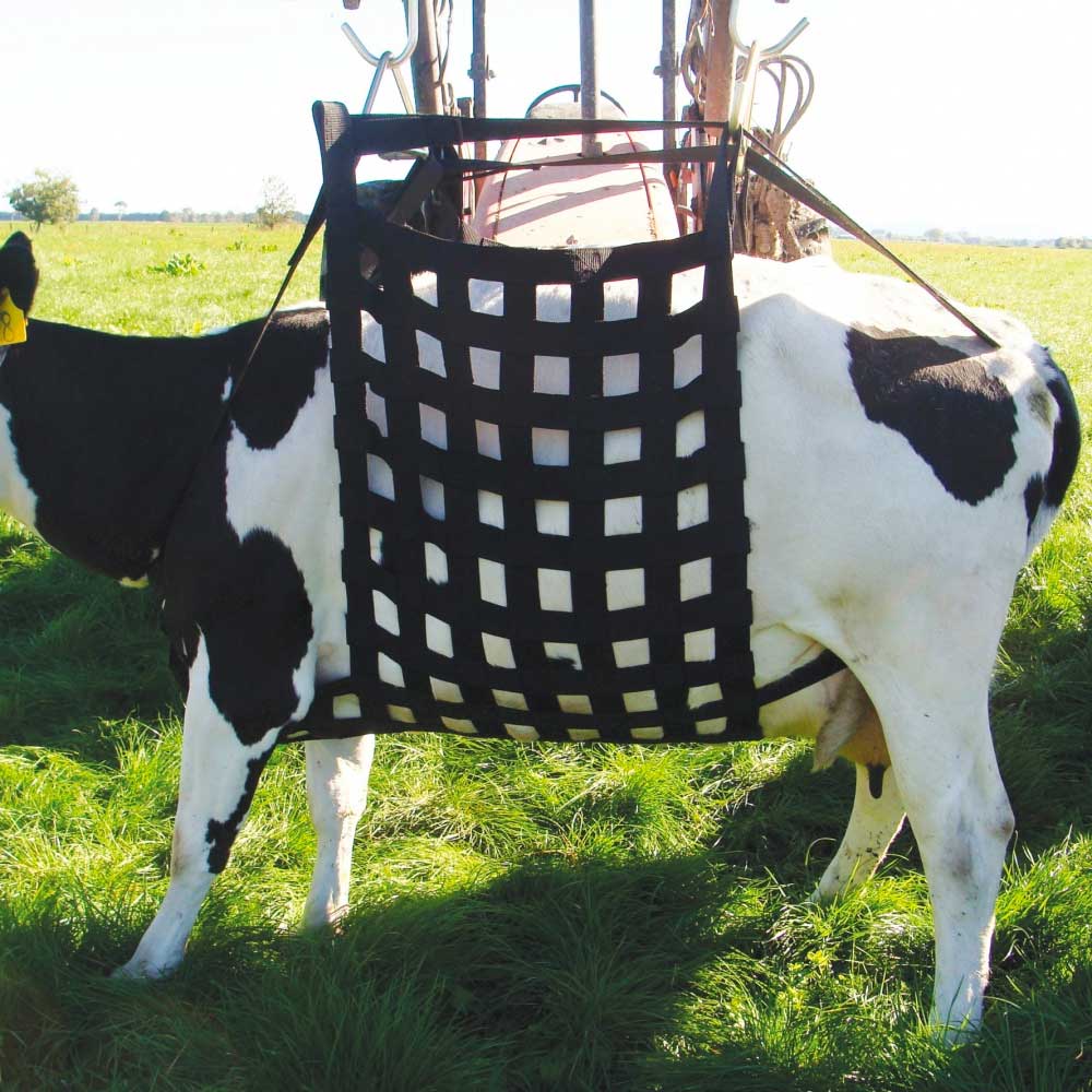 White Bull Show Halter