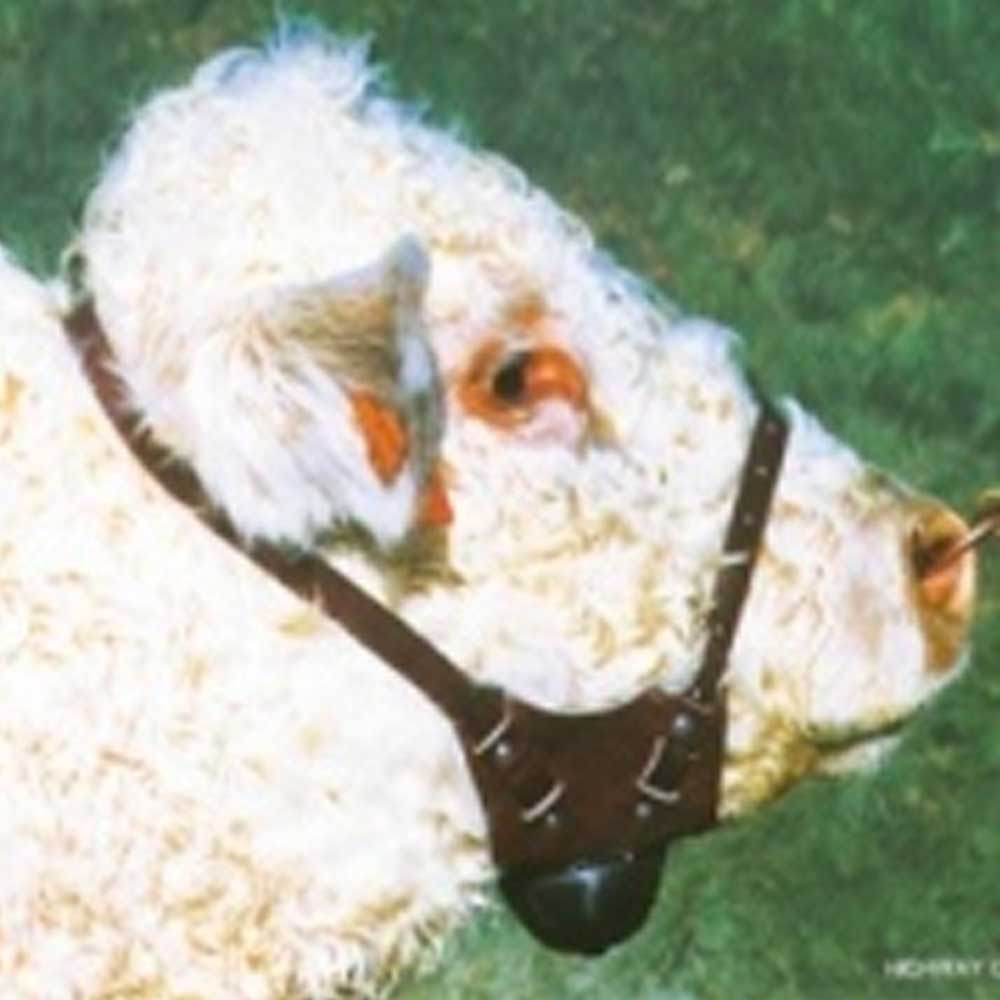 Chin Ball Harness for Bulls