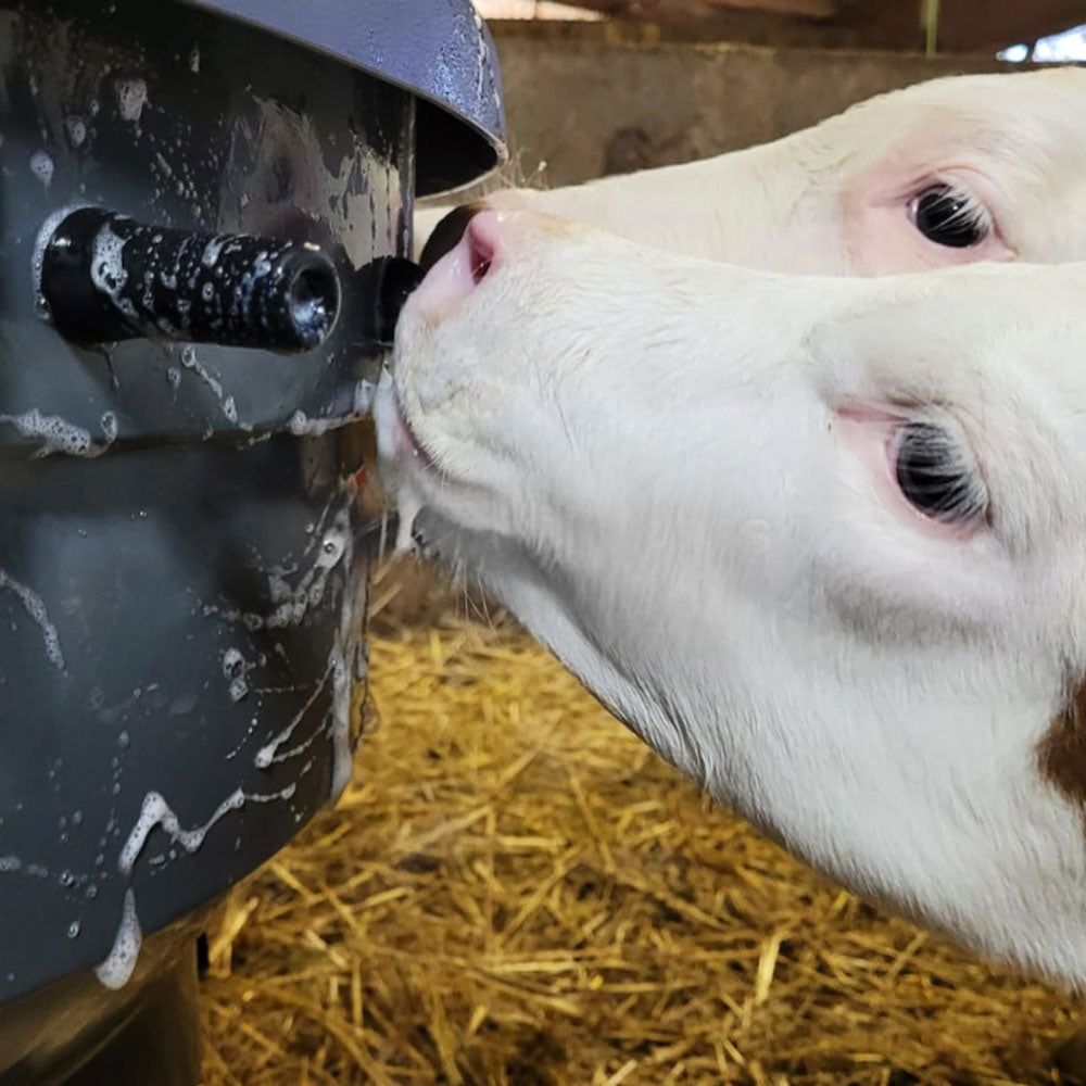 Milk Bar Ad-Lib 4 Calf Feeder in use