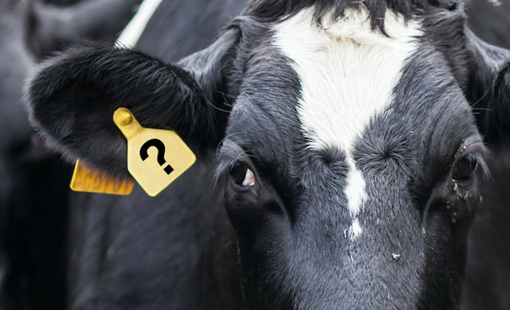 How to Correctly Order Cattle Ear Tags