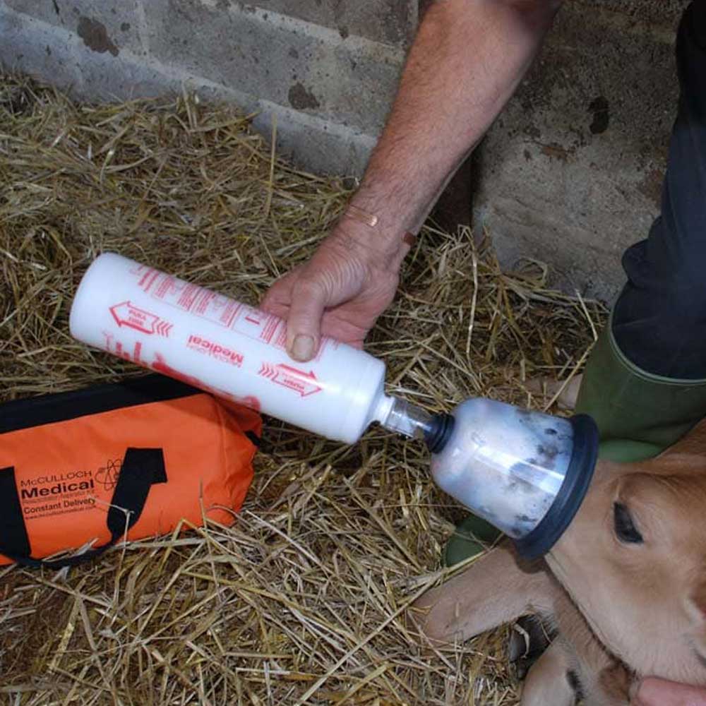 McCulloch Calf Resuscitator Aspirator on a calf